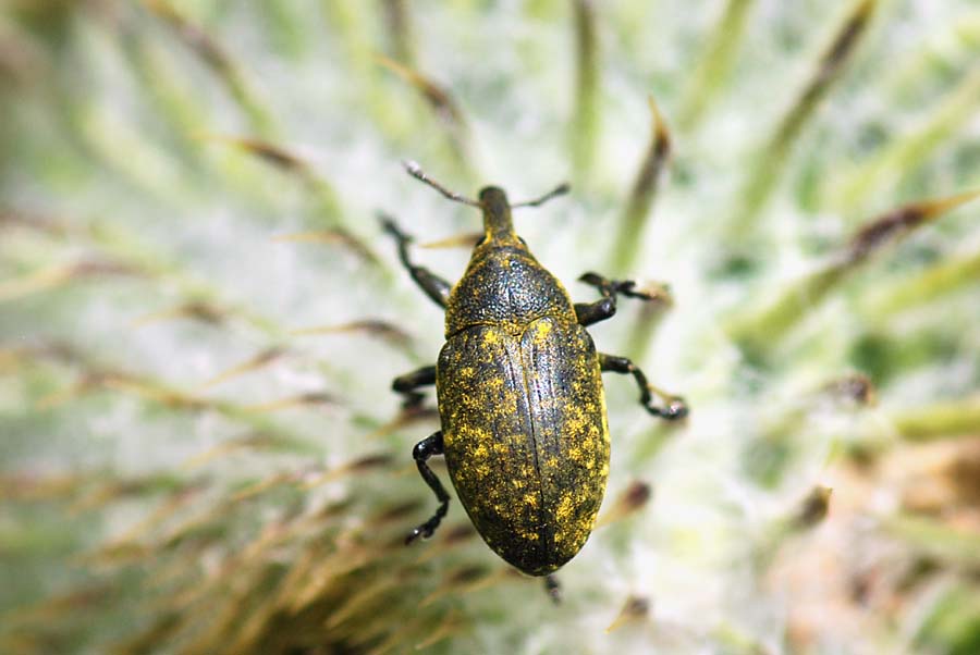 Curculionidae da id. Larinus cf. sturnus